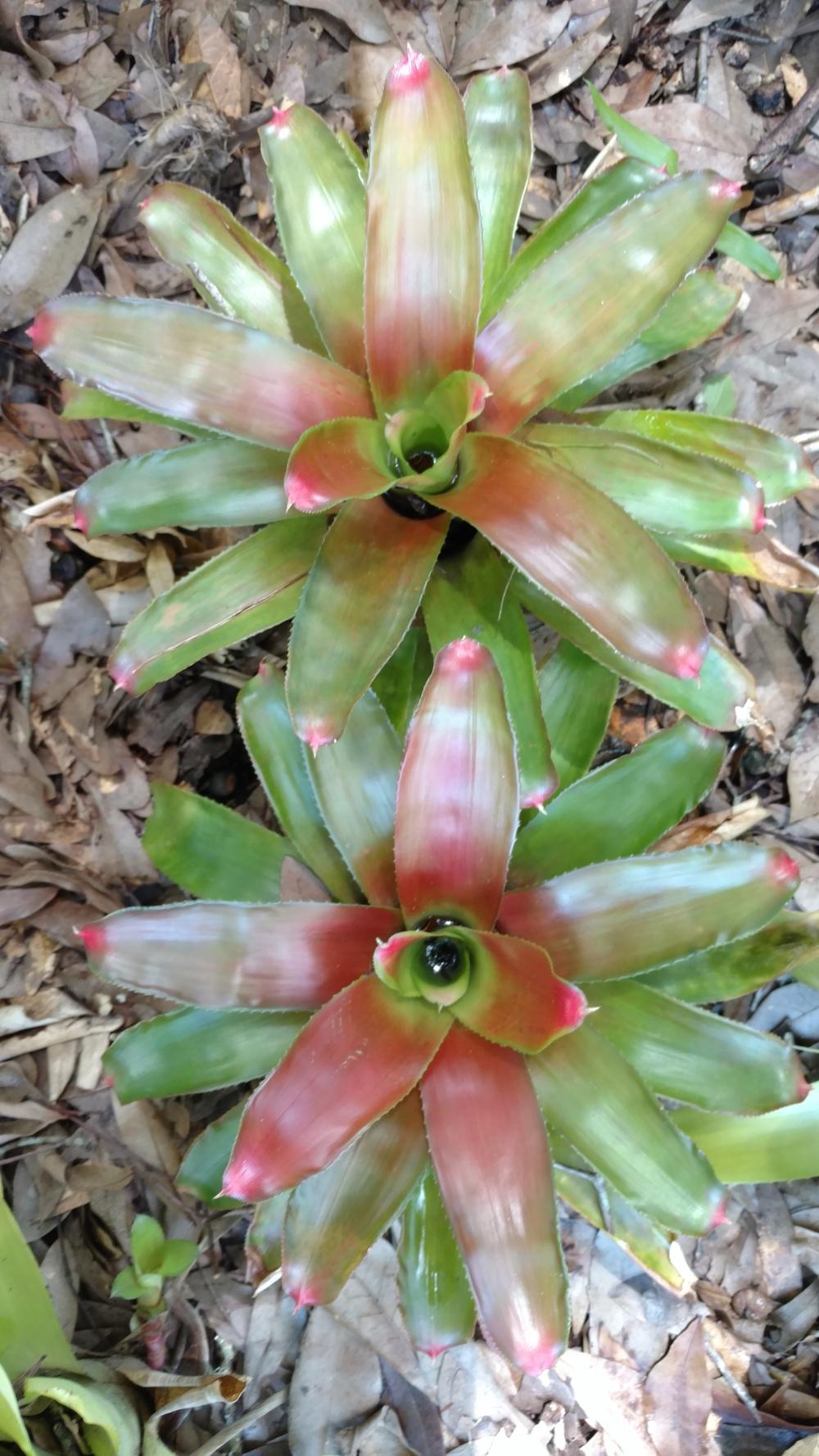 Painted Fingernail Bromeliad (Neoregelia spectabilis)