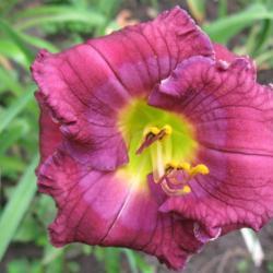 Daylily (Hemerocallis 'Grape Pearls') in the Daylilies Database ...