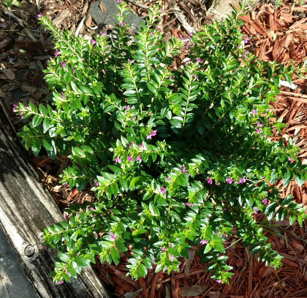Mexican Heather (Cuphea hyssopifolia 'Allyson')