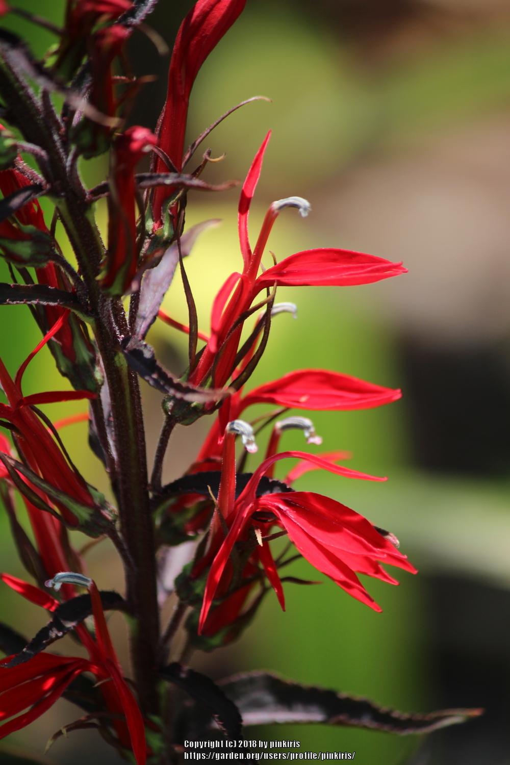 Cardinal Flower (Lobelia cardinalis 'Black Truffle')