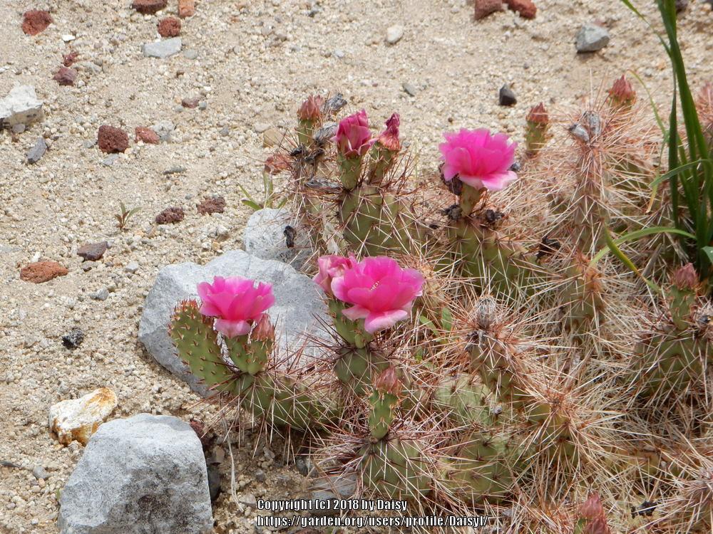companion plants for coldhardy cacti in the Cactus and Succulents