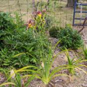 Location: Clinton, Michigan 49236Date: 2018-07-14"Hemerocallis 'Grey Witch', 2018 photo, Lavender Spider Daylily, 