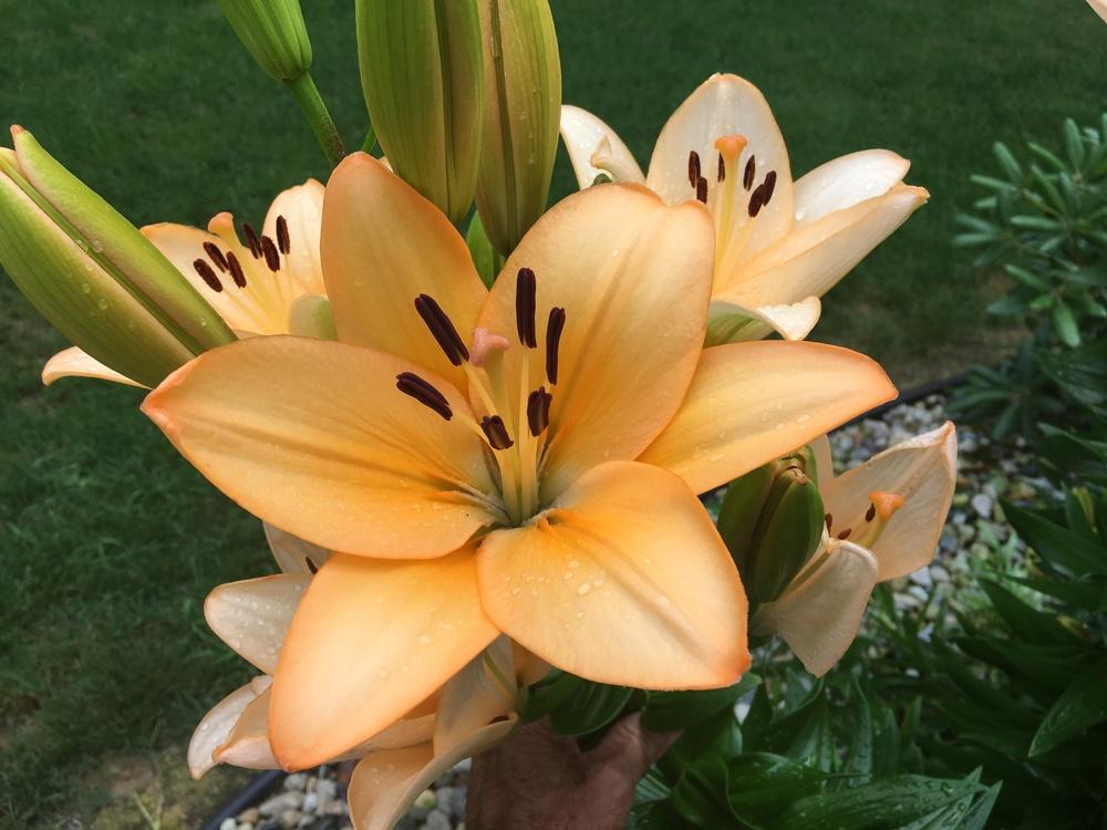 Identifying this 5' tall asiatic lily in the Lilies forum