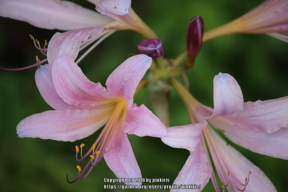Surprise Lilies (Lycoris) Plant Care and Collection of Varieties