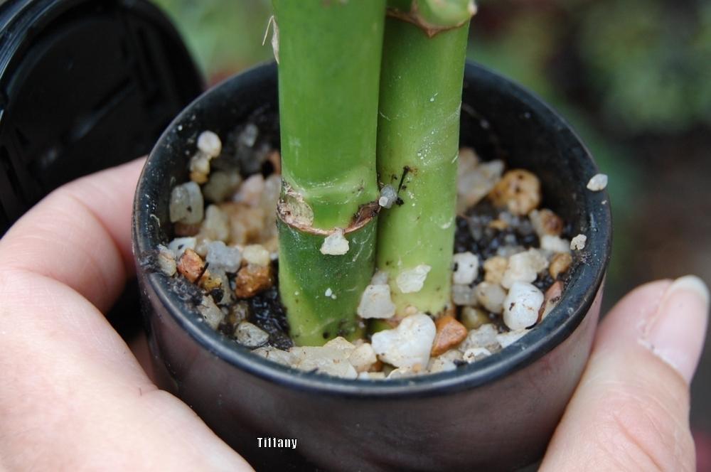 Bamboo branch died in the Ask a Question forum - Garden.org