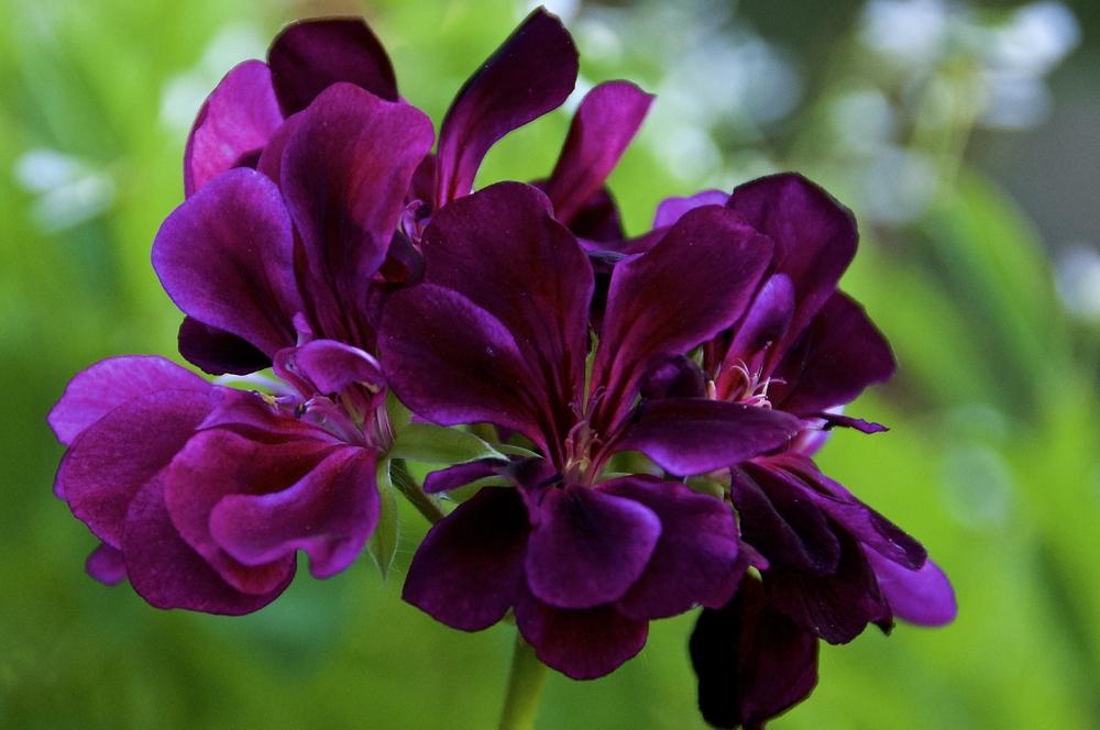 Photo of the bloom of Ivy Geranium (Pelargonium peltatum Contessa™ Burgundy) posted by Fleur569