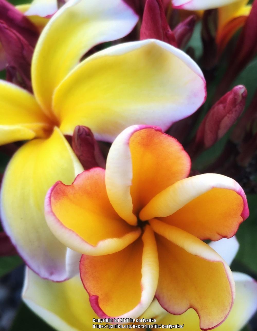 Plumeria (Plumeria rubra 'Fool's Gold') in the Plumerias Database