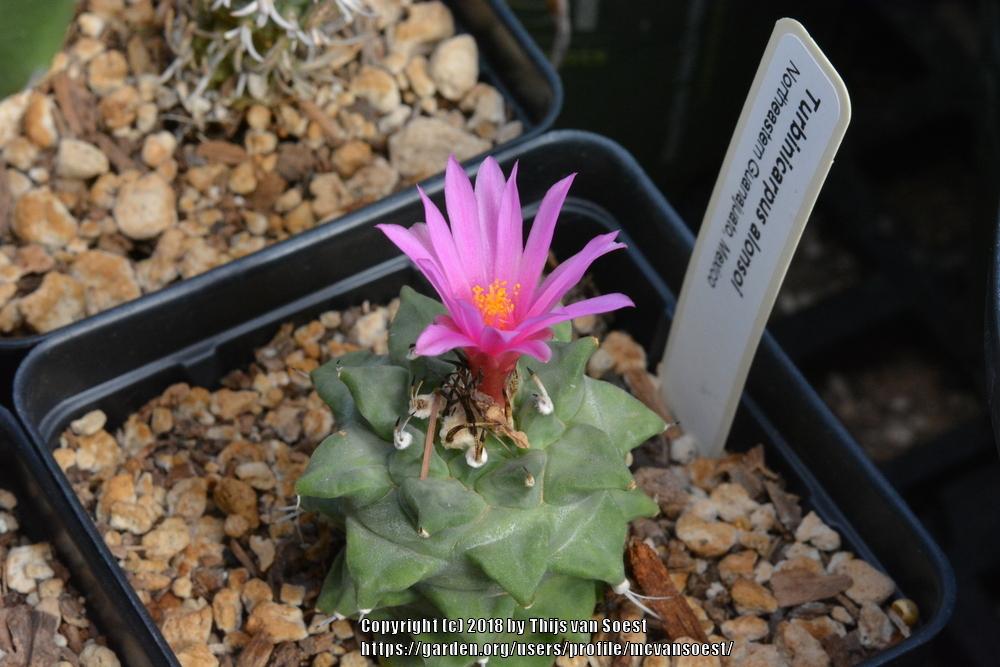 Turbinicarpus alonsoi