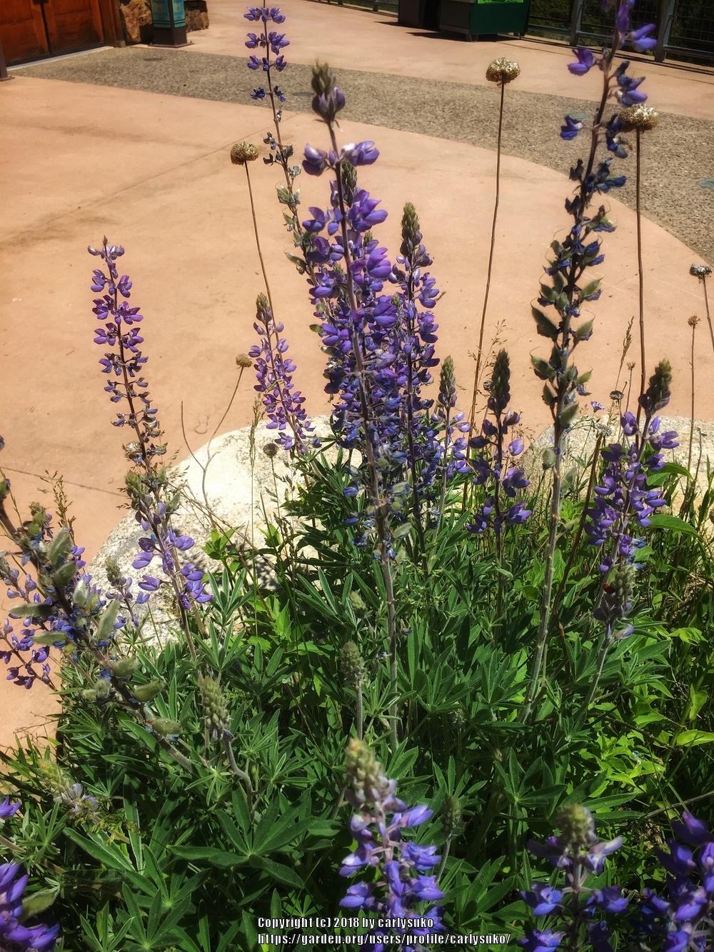 Wild Lupine (Lupinus perennis)