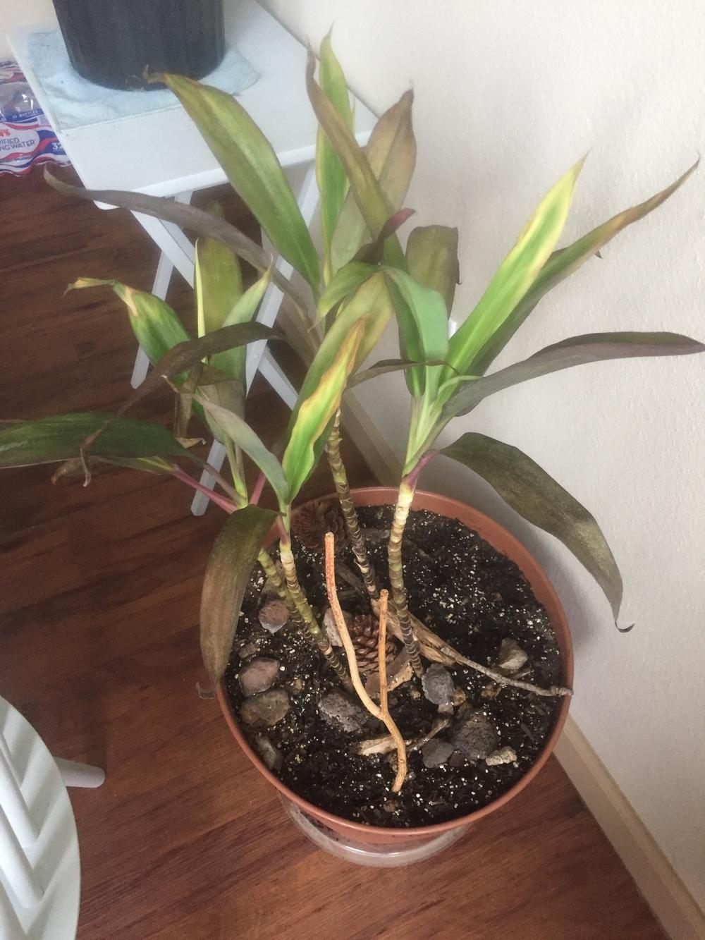 Dragon Plant Dying? in the Ask a Question forum