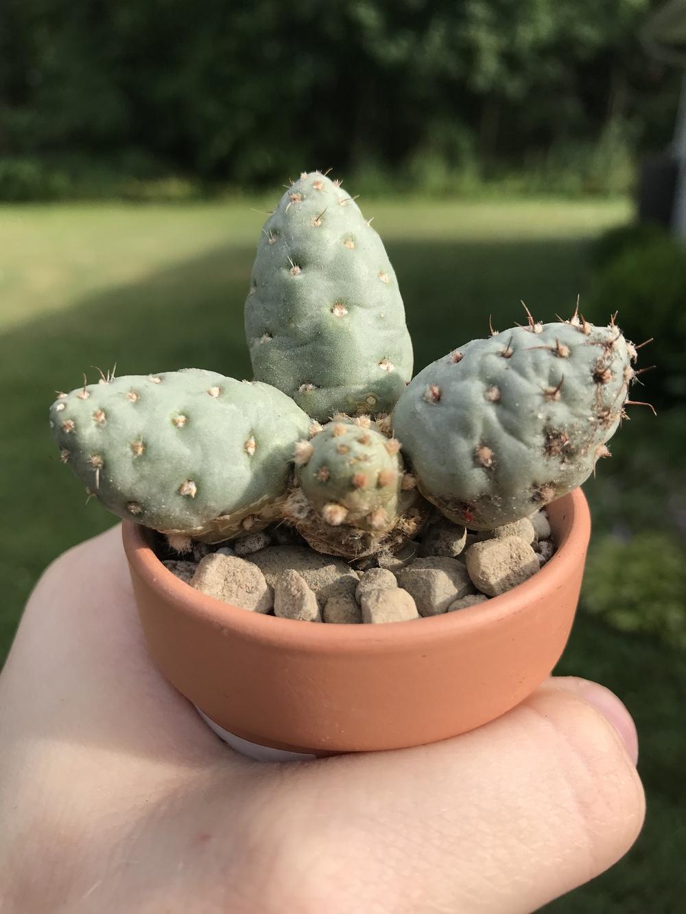 Puna genus? in the Plant Database forum