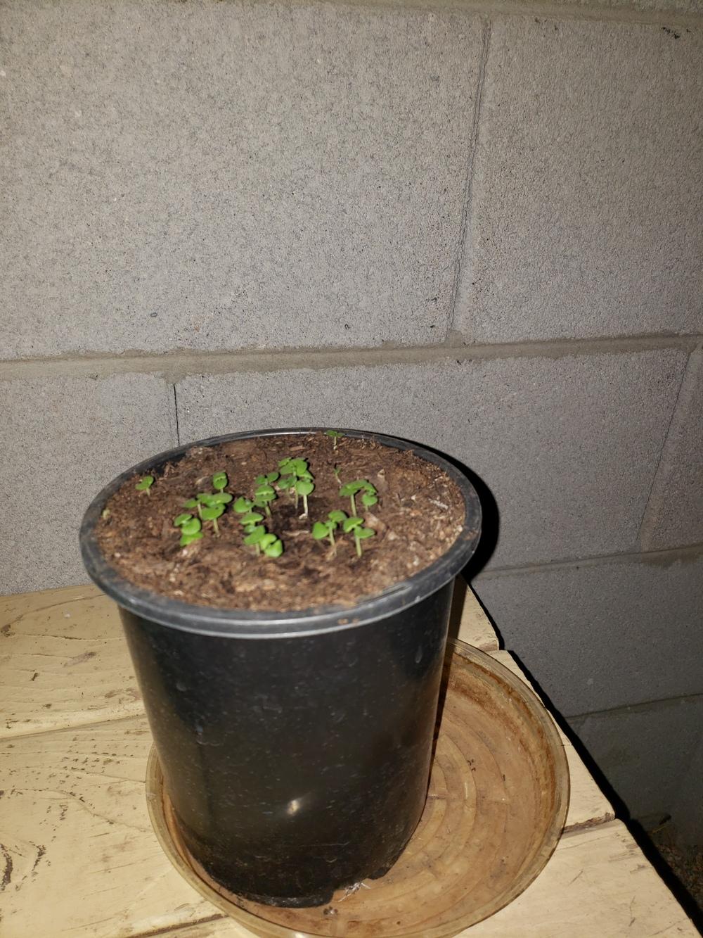Basil not growing in the Ask a Question forum