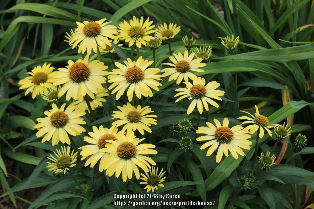 Coneflowers Plant Care and Collection of Varieties