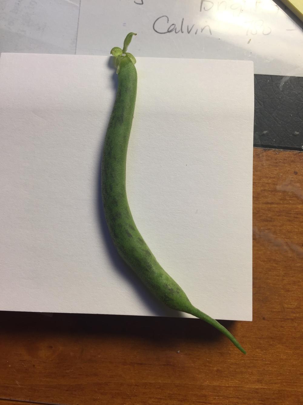 Green beans with dark stripes in the Ask a Question forum