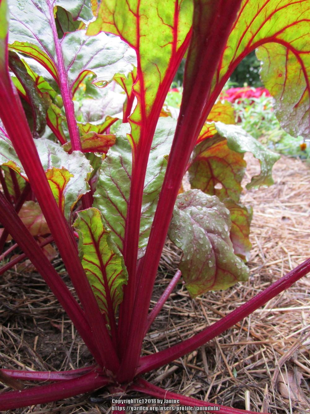 Beets Plant Care and Collection of Varieties