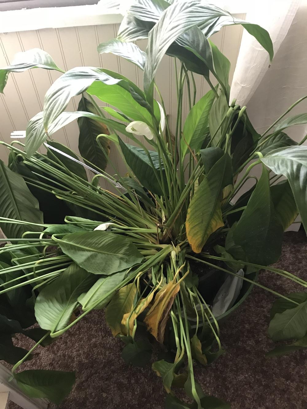 Is my Peace Lily dying!? in the Ask a Question forum