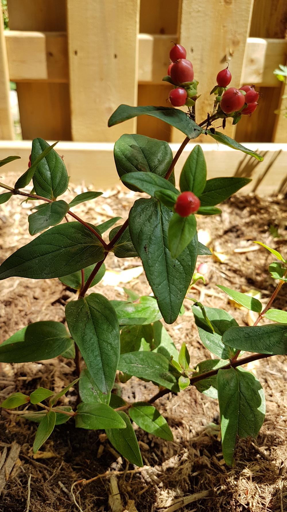 Compact Hypericum Tall Tutsan (Hypericum x inodorum Hypearls™ Compact Red) - Garden.org