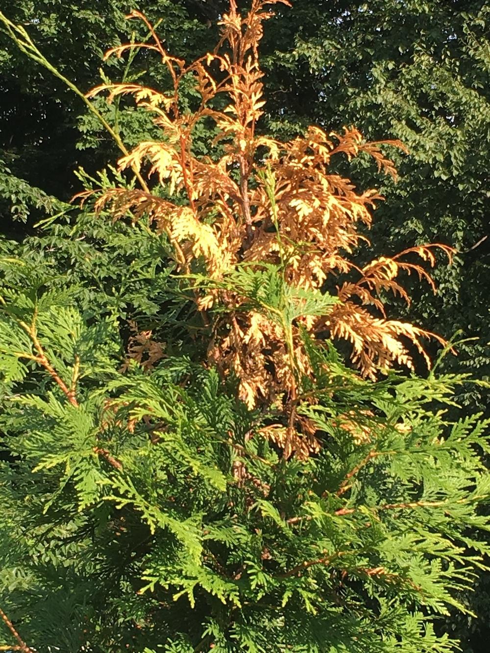 Top of green giant arborvitae going brown and looked to be dead in the