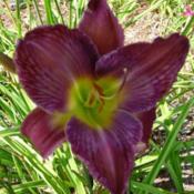 Location: Along The Fence Daylilies, Dansville, MIDate: 2018-07-28