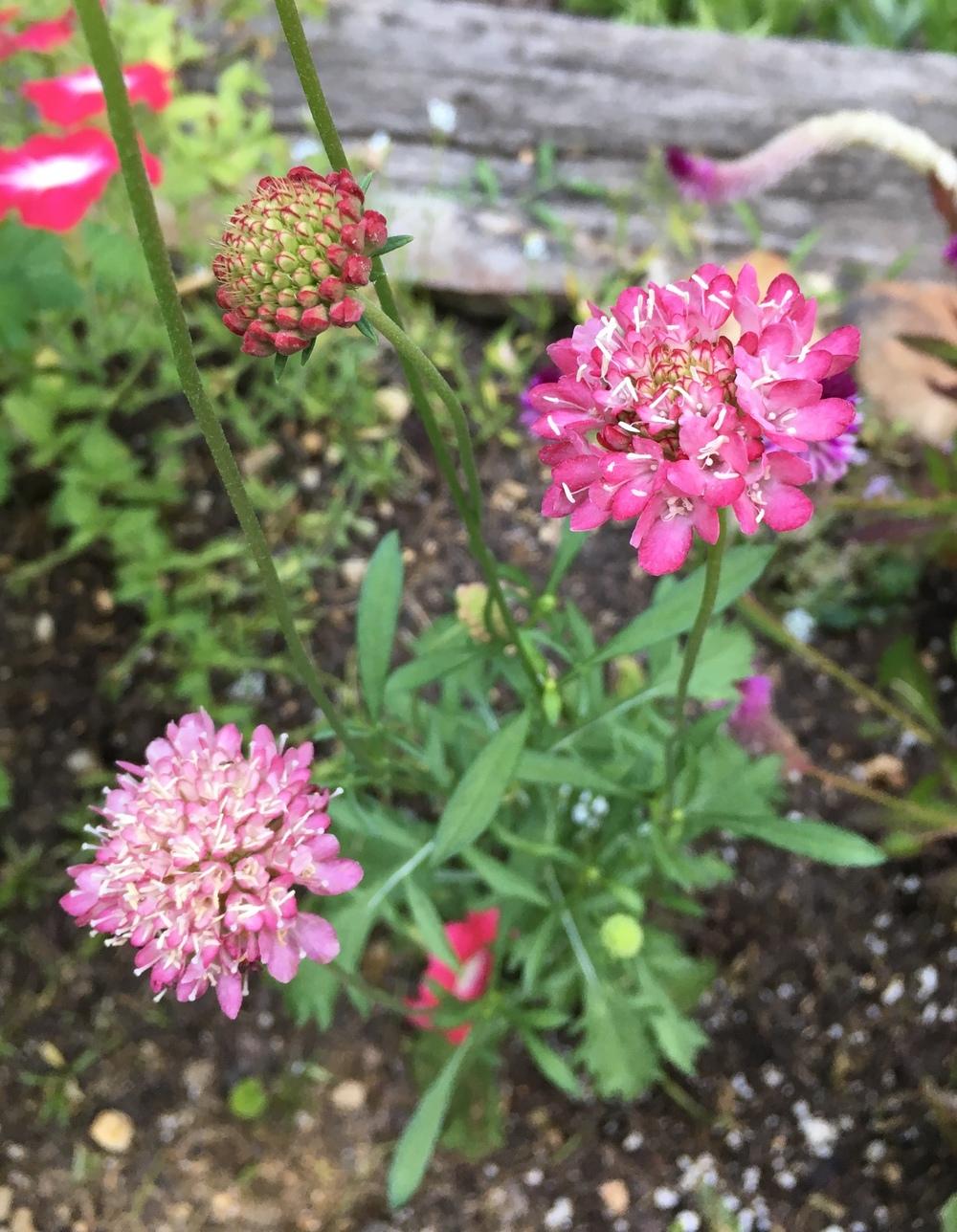 Pincushion Flower (Sixalix atropurpurea subsp. atropurpurea 'Salmon