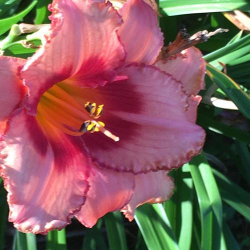 Daylily (Hemerocallis 'Cotton Candy') in the Daylilies Database