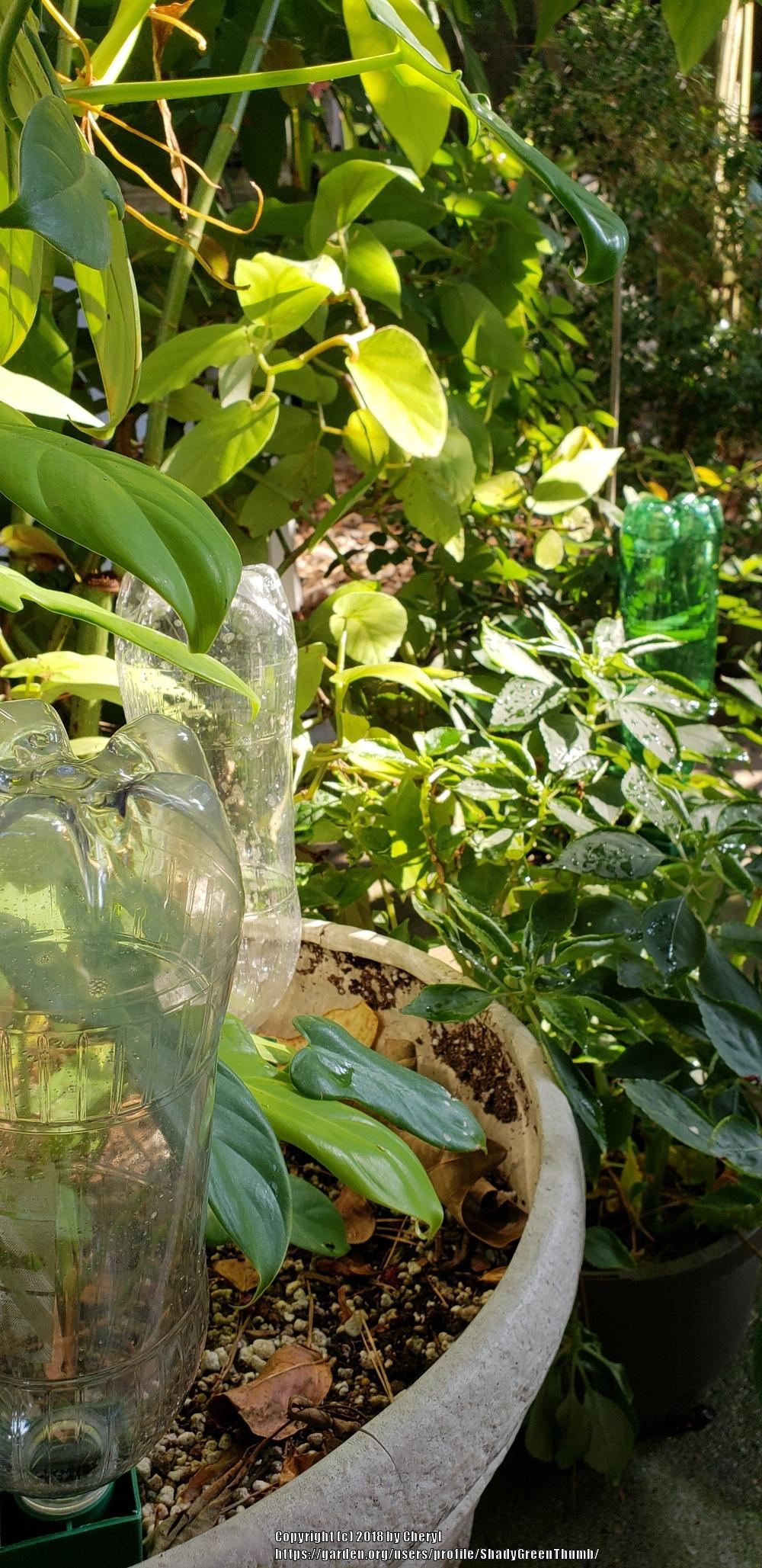 Harbor Freight Watering Cones HACK in the All Things Gardening forum