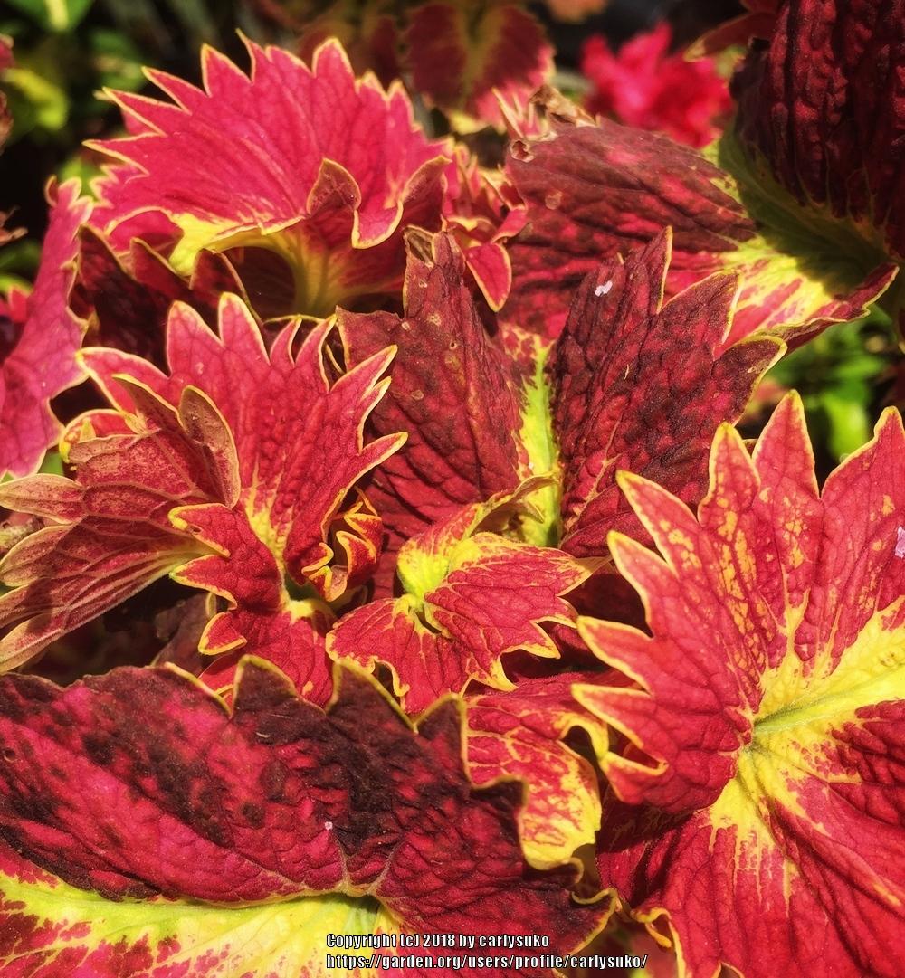 Coleus: Plant Care and Collection of Varieties - Garden.org