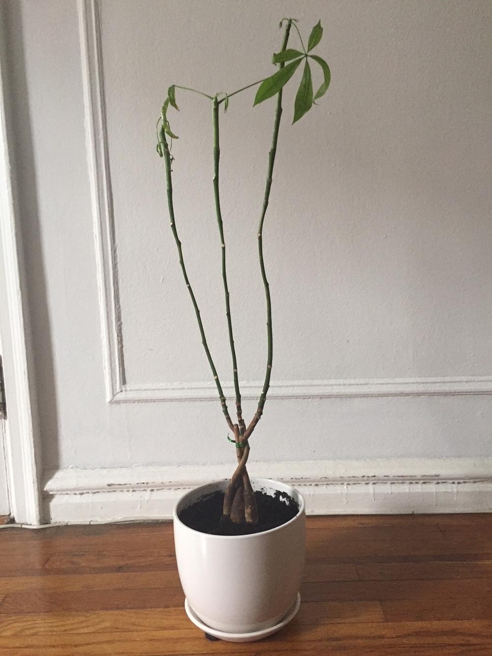 SOS! Money Tree is Dying... Tried Everything in the Ask a Question