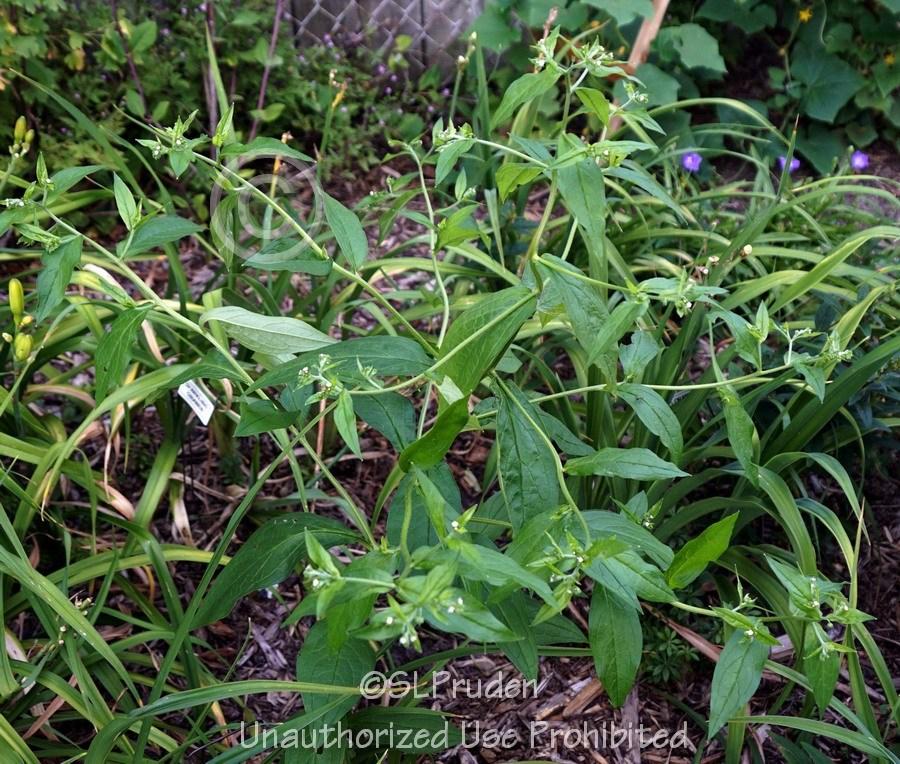 Virginia Stickseed (Hackelia virginiana)
