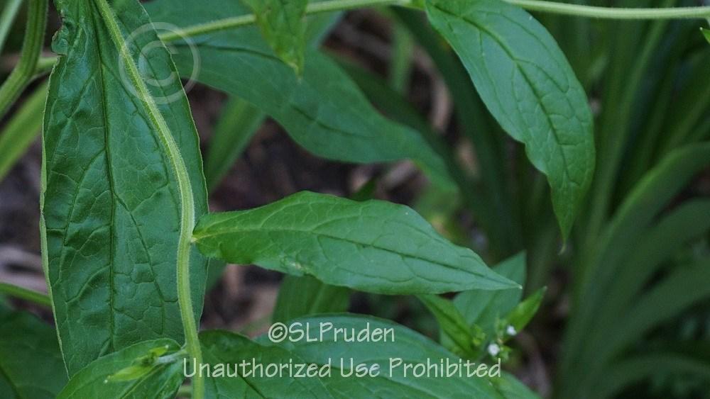 Photo of the leaves of Virginia Stickseed (Hackelia virginiana) posted