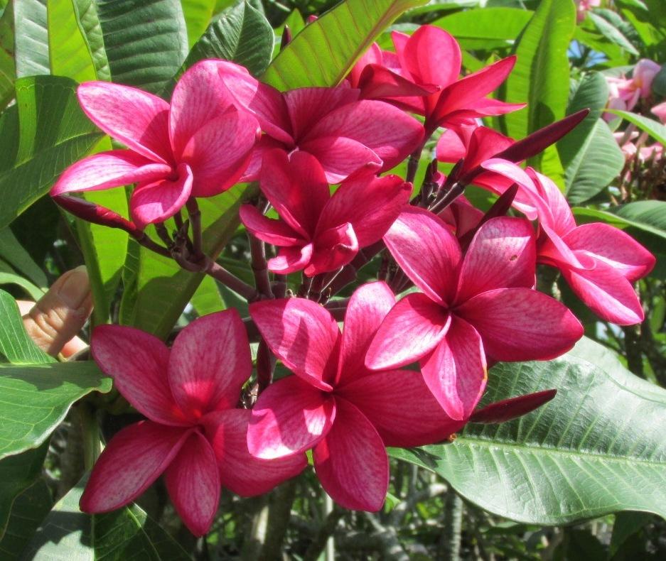 Plumerias Plant Care and Collection of Varieties