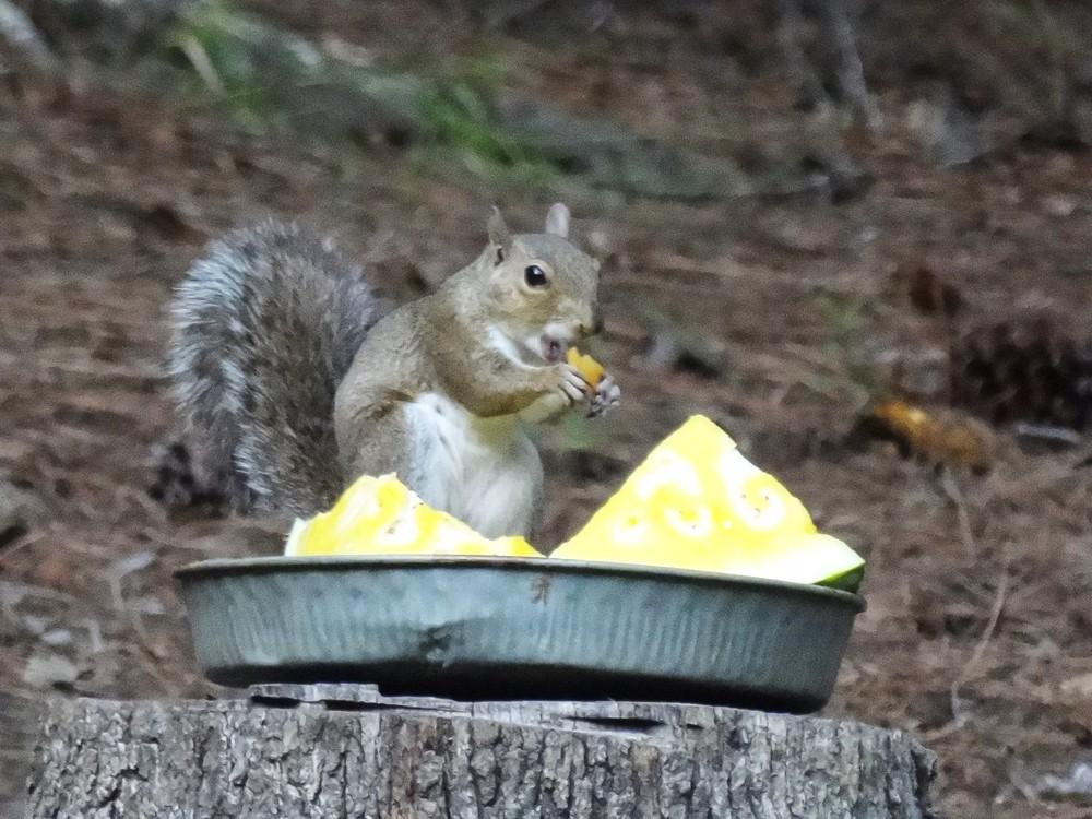 Squirrel enjoying peanuts, peaches and watermelon at my house! in the