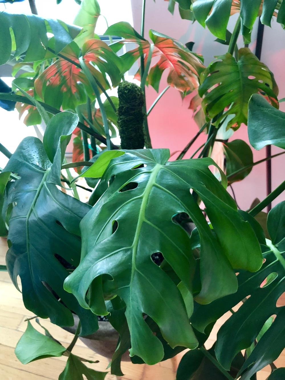 Houseplants Forum Droopy Leaves On Monstera Garden Org