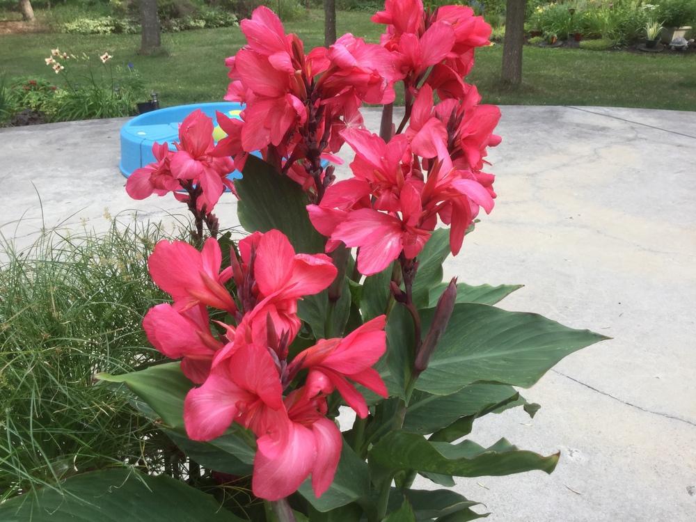 Cannas Plant Care and Collection of Varieties