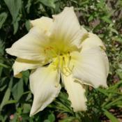 Location: New Brunswick, CanadaDate: 2018-08-04Polymerous bloom 4x4