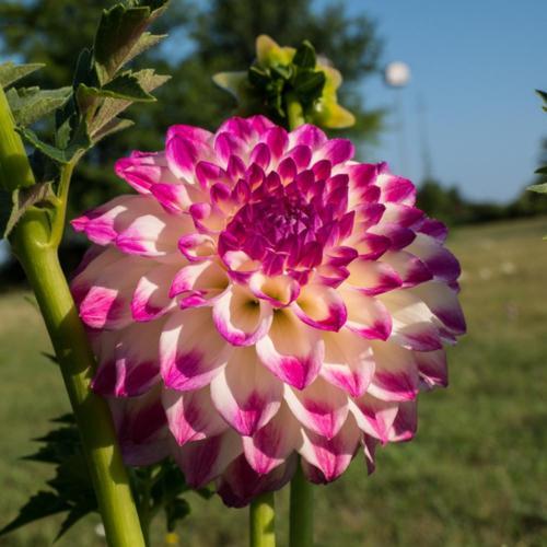 Dahlia ‘Hapet Blue Eyes’ in the Dahlias Database - Garden.org