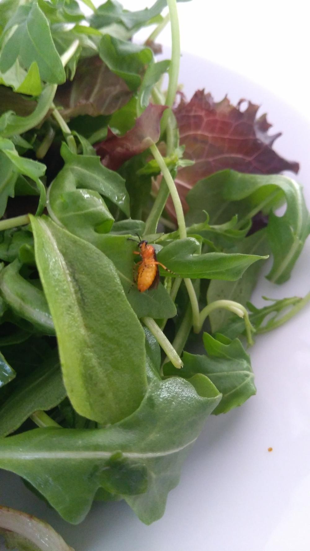 Found in a bag of salad in the Insect and Bug ID forum