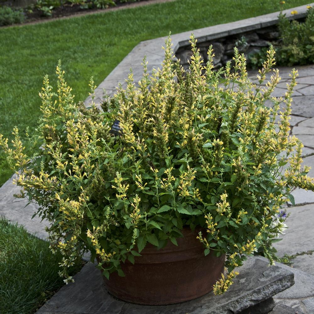 Anise Hyssop (Agastache Kudos™ Yellow) in the Anise Hyssops Database