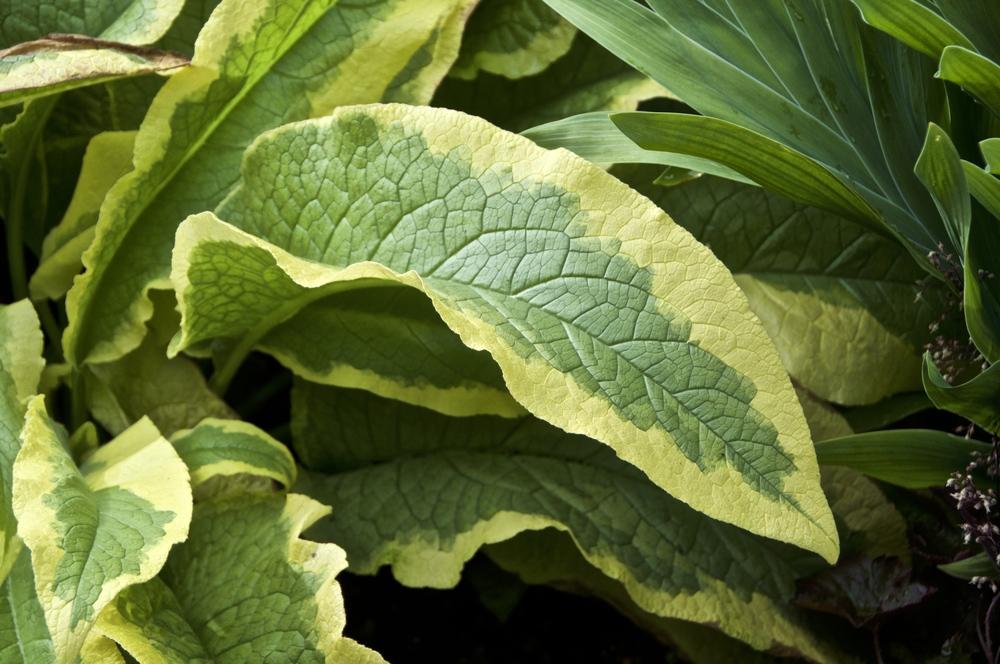 Photo of the leaves of Comfrey (Symphytum x uplandicum 'Axminster Gold