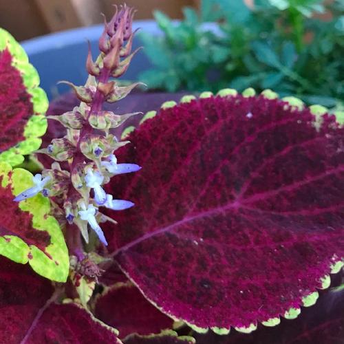 Painted Nettle (Coleus scutellarioides 'Pat Martin') in the Coleus Database