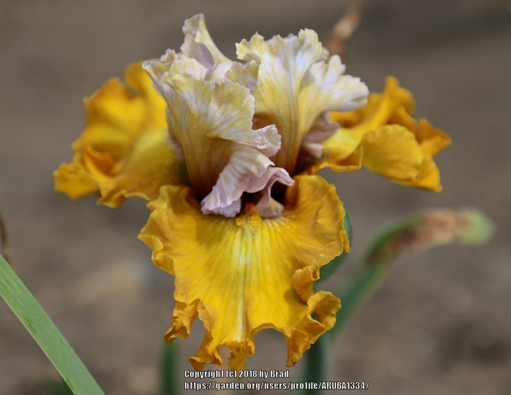 Tall Bearded Iris (Iris 'Pirate Queen') in the Irises Database