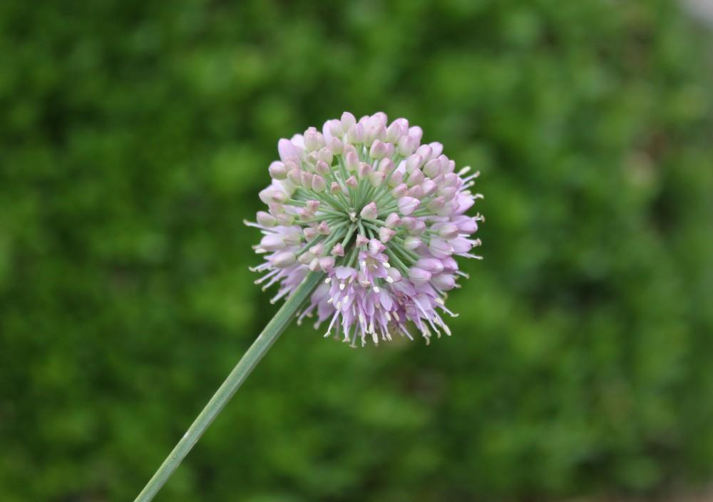 Onions Plant Care and Collection of Varieties