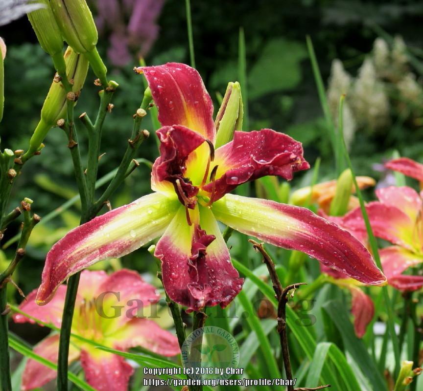 Photo of the bloom of Daylily (Hemerocallis 'Cabbage Patch') posted by