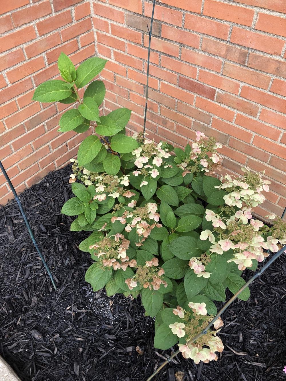 Ask A Question Forum Quickfire Hydrangea Help Garden Org