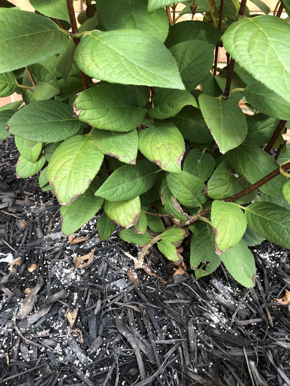 Ask A Question Forum Quickfire Hydrangea Help Garden Org
