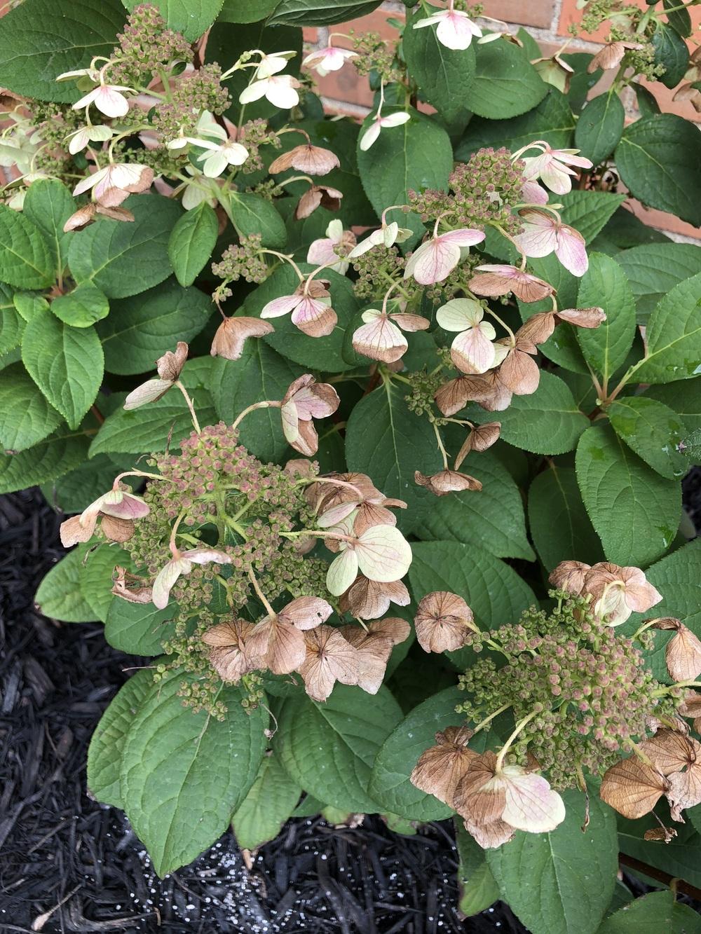 Ask A Question Forum Quickfire Hydrangea Help Garden Org