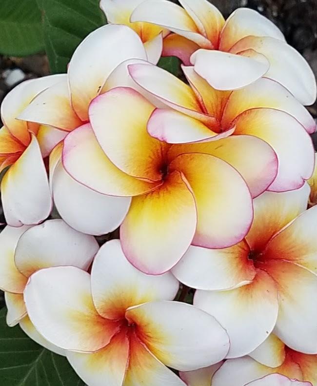 Plumerias Plant Care and Collection of Varieties