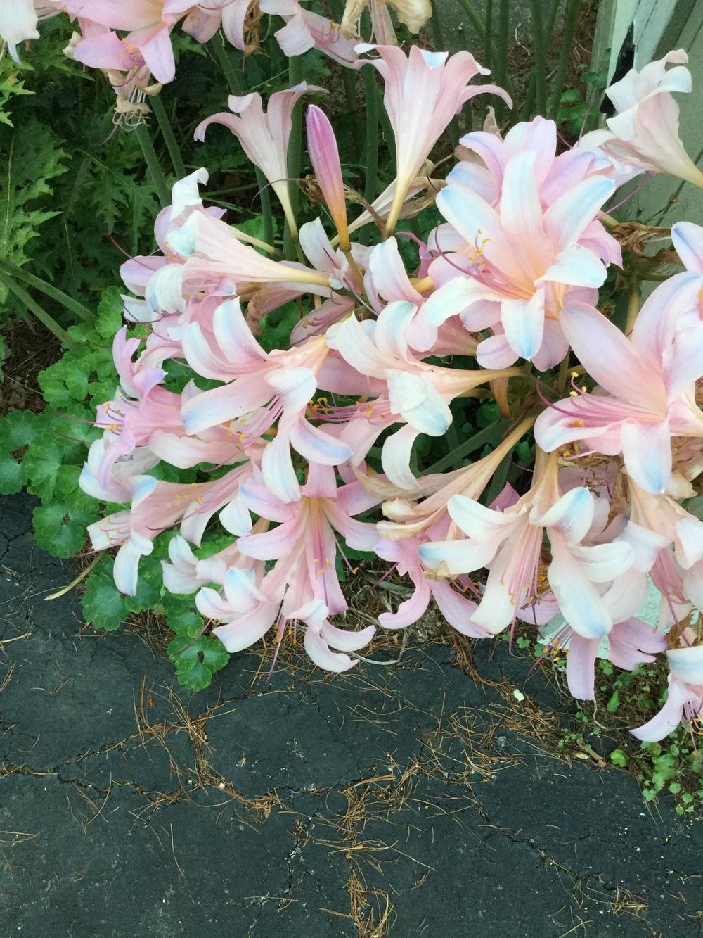 Surprise Lilies (Lycoris) Plant Care and Collection of Varieties