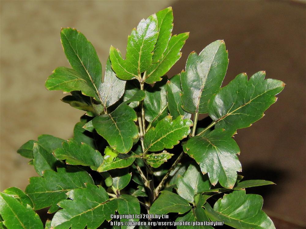 False Aralia (Plerandra elegantissima 'Olympia')