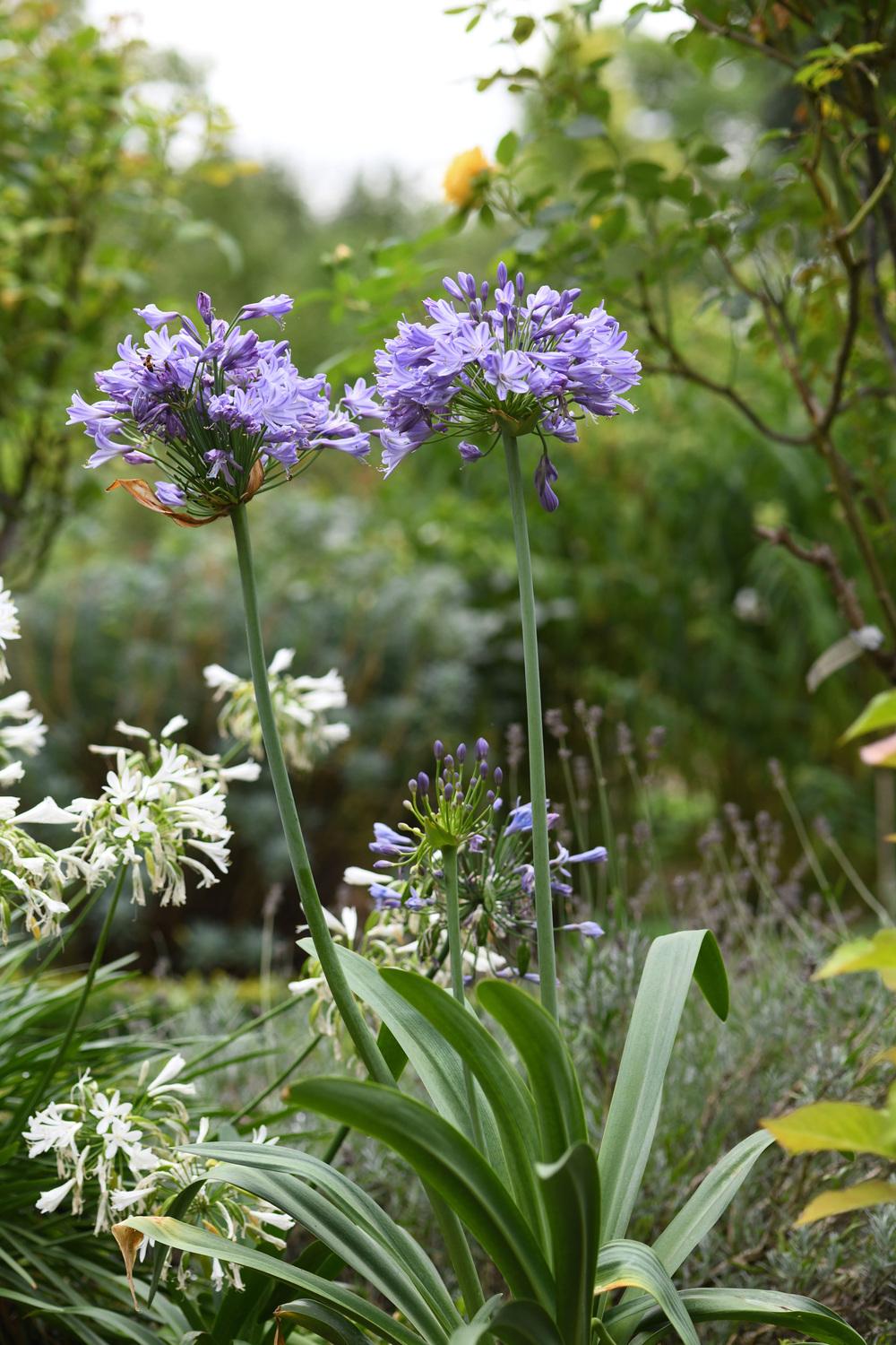 Agapanthus Plant Care and Collection of Varieties